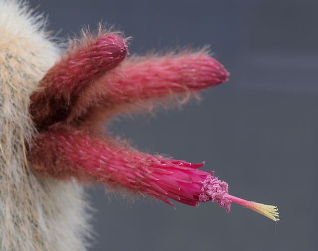 Cactus cierge