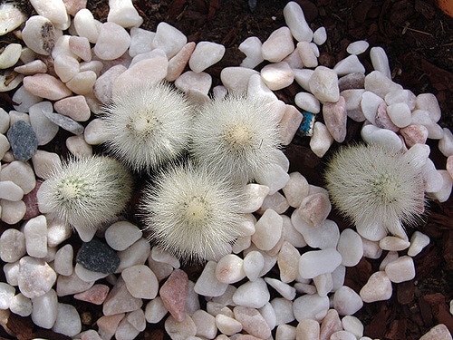Cactus cierge