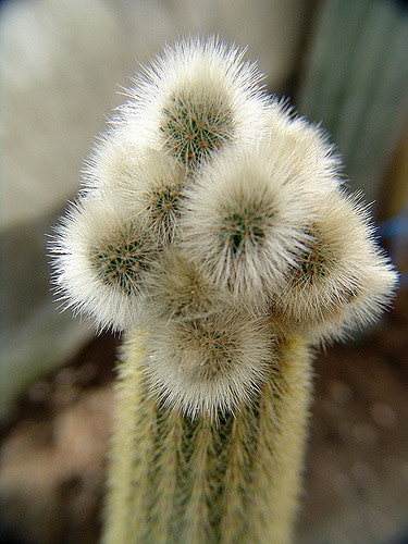 Cactus cierge
