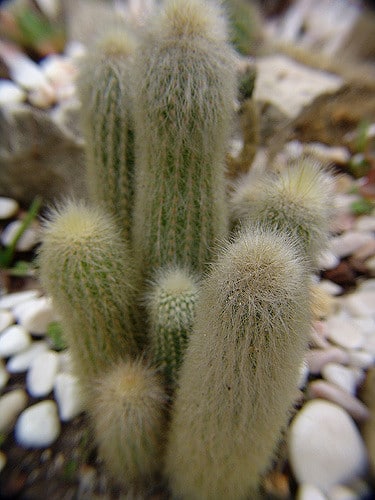 Cactus cierge