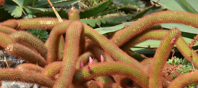Queue de rat doré (Cleistocactus winteri)