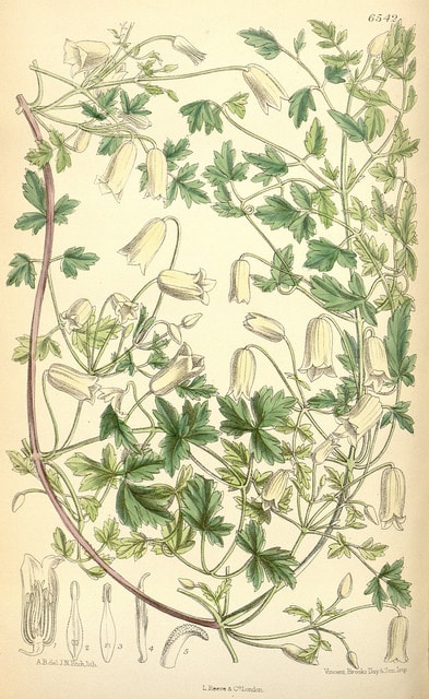 Clematis aethusifolia