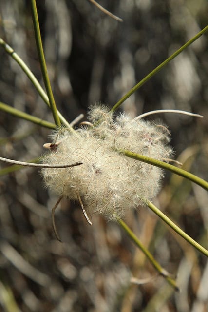 Clematis afoliata