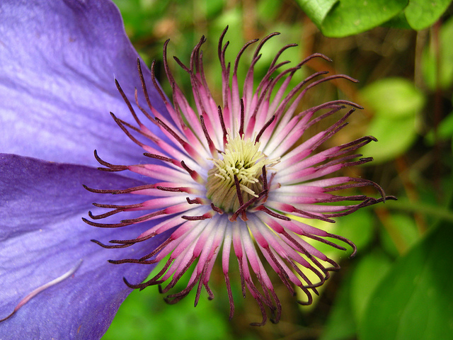 Clématite des alpes (Clematis alpina)