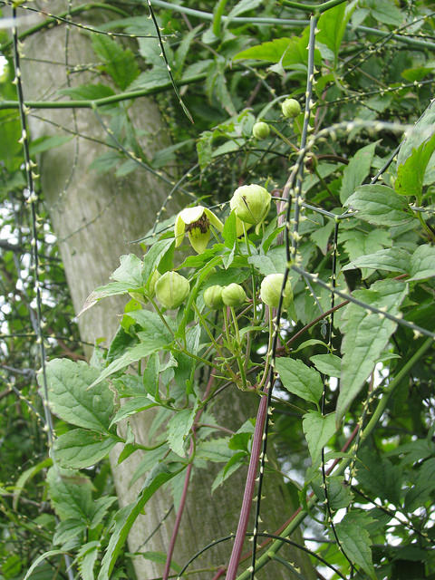 Clematis apiifolia