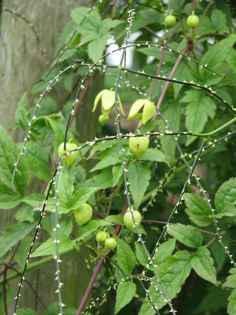 Clematis apiifolia