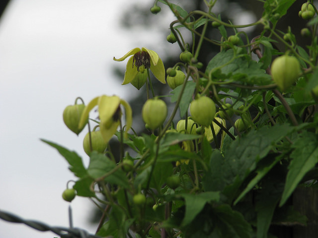 Clematis apiifolia