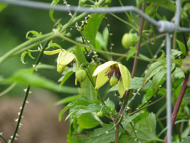 Clematis apiifolia