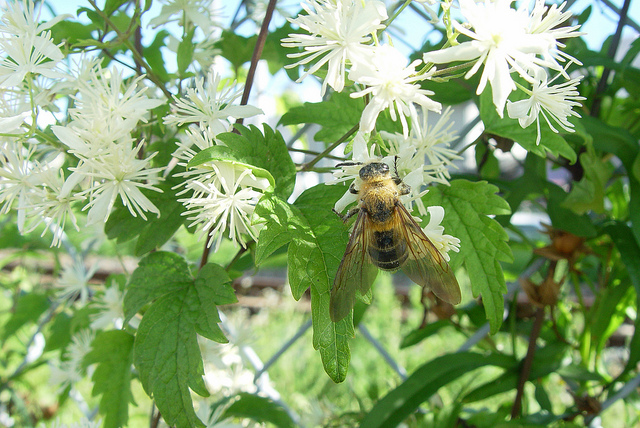 Clematis apiifolia