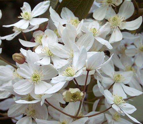 Clématite du père armand (Clematis armandii)