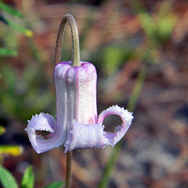 Clematis baldwinii (Clematis baldwinii)