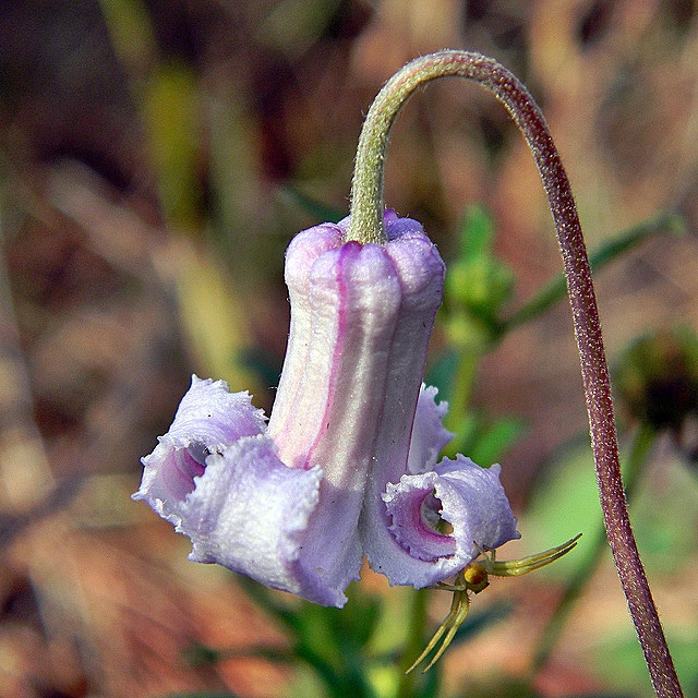 Clematis baldwinii