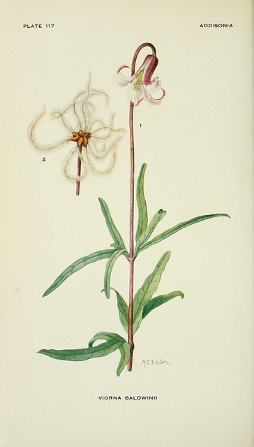 Clematis baldwinii