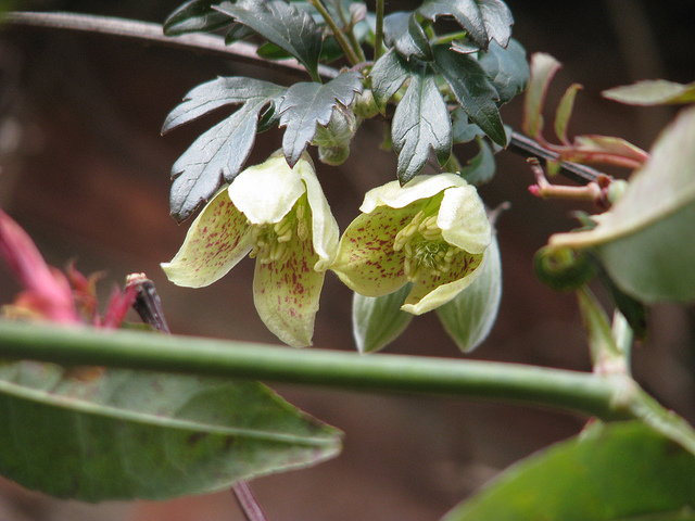 Clématite à vrilles (Clematis cirrhosa)