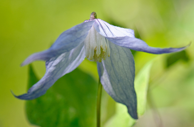 Clematis columbiana