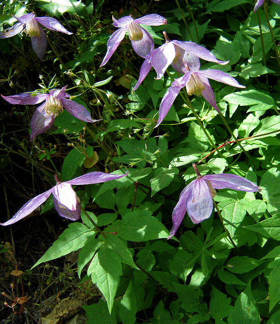 Clematis columbiana