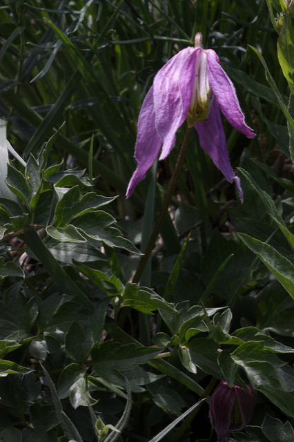 Clematis columbiana