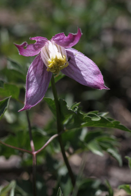 Clematis columbiana