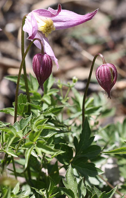 Clematis columbiana