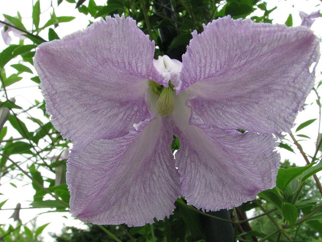 Clematis crispa