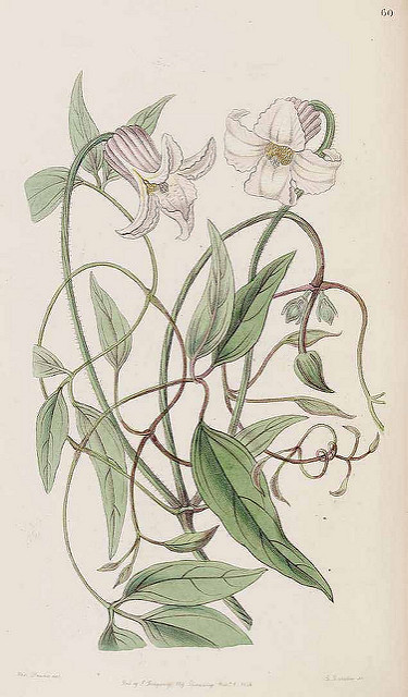 Clematis crispa