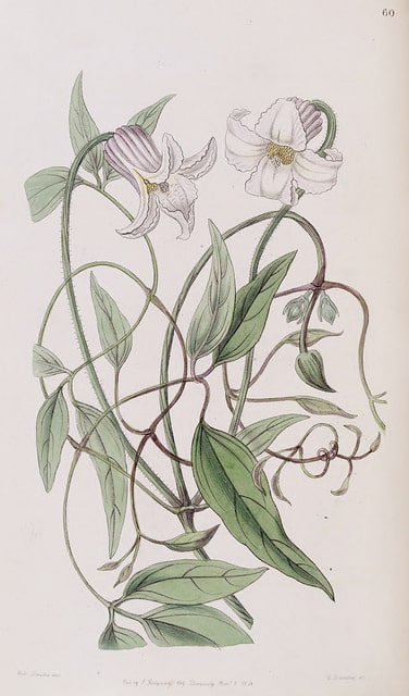 Clematis crispa