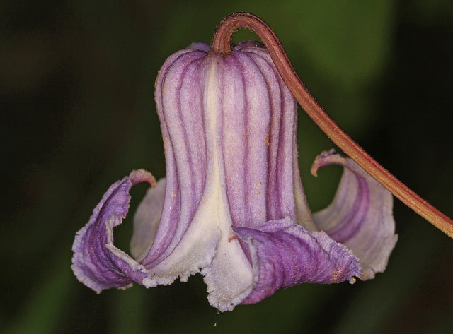 Clematis crispa