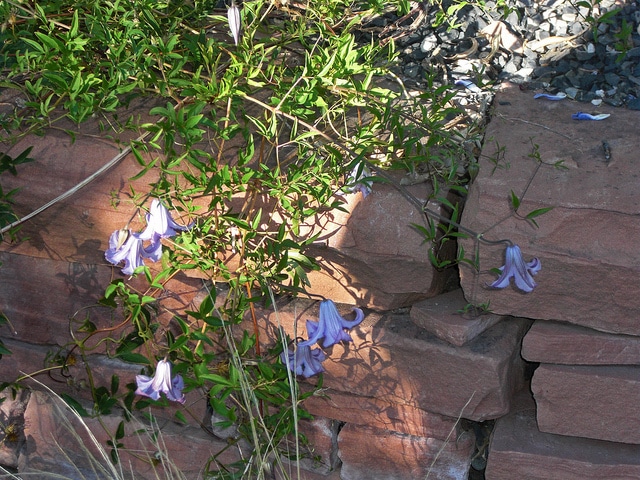 Clematis crispa