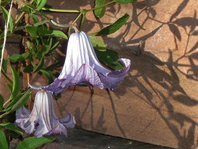 Clematis crispa