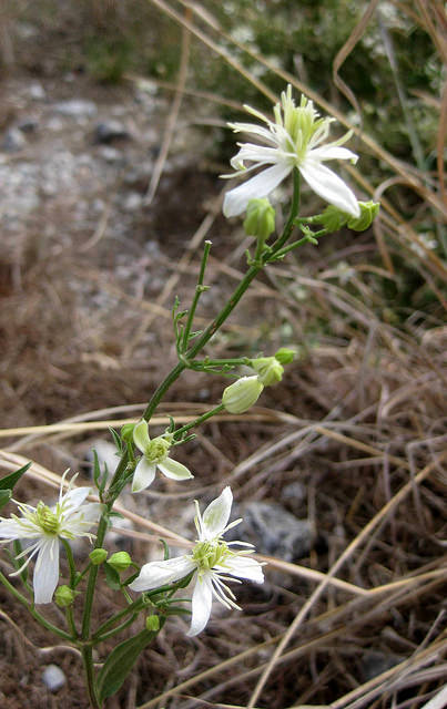 Clématite flammette