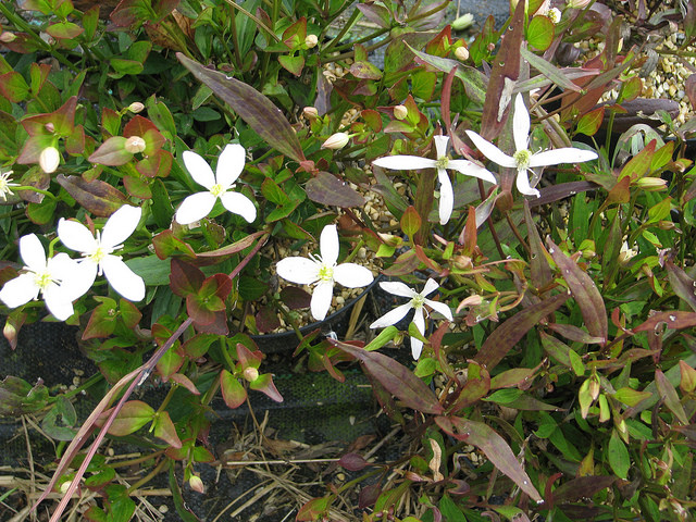 Clematis gentianoides