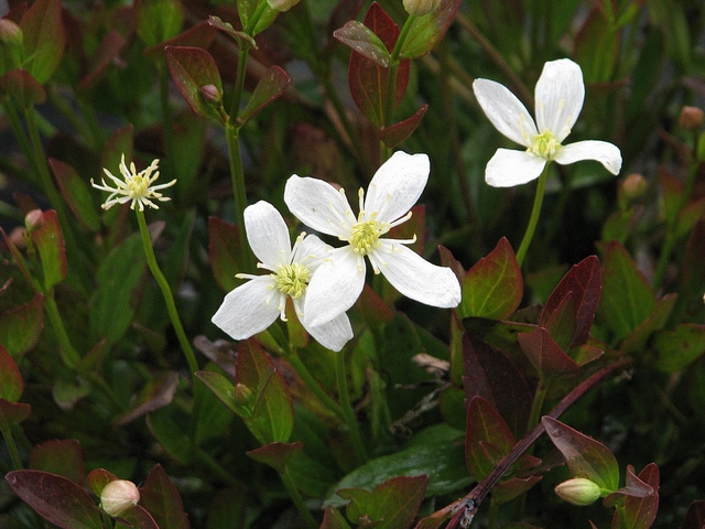 Clematis gentianoides