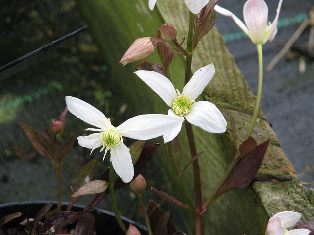Clematis gentianoides