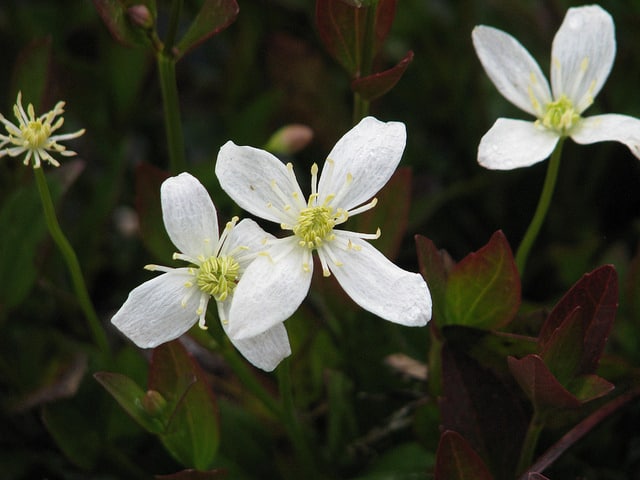Clematis gentianoides