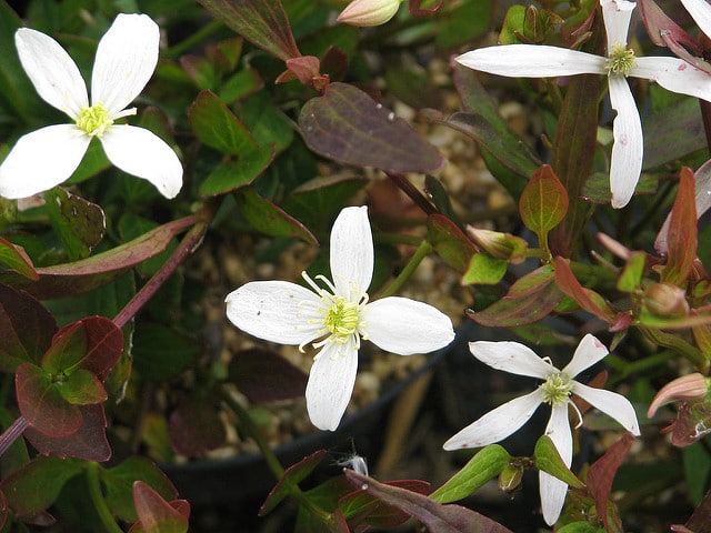 Clematis gentianoides