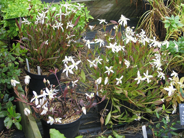 Clematis gentianoides (Clematis gentianoides)