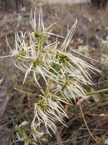Clematis glycinoides