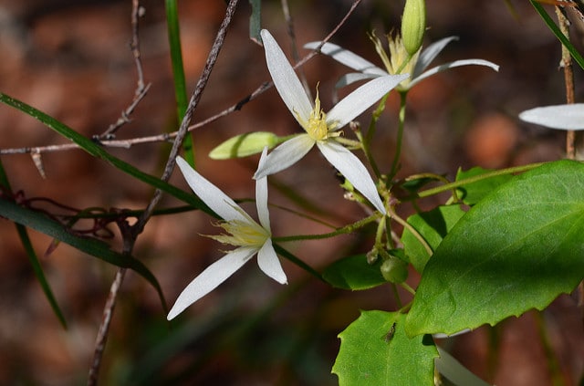 Clematis glycinoides