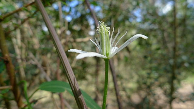 Clematis glycinoides
