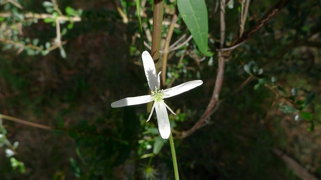 Clematis glycinoides