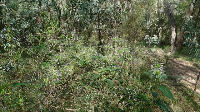 Clematis glycinoides