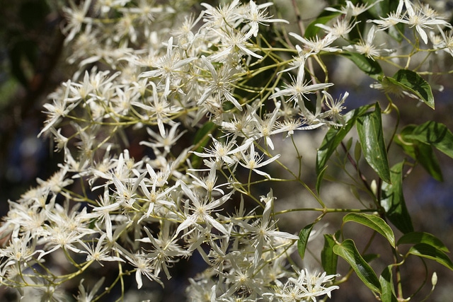 Clematis glycinoides