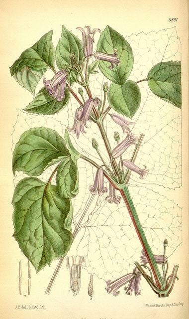 Clématite à feuilles de berce