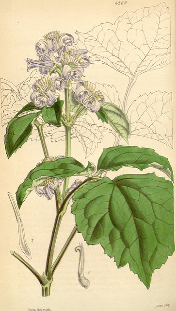 Clématite à feuilles de berce