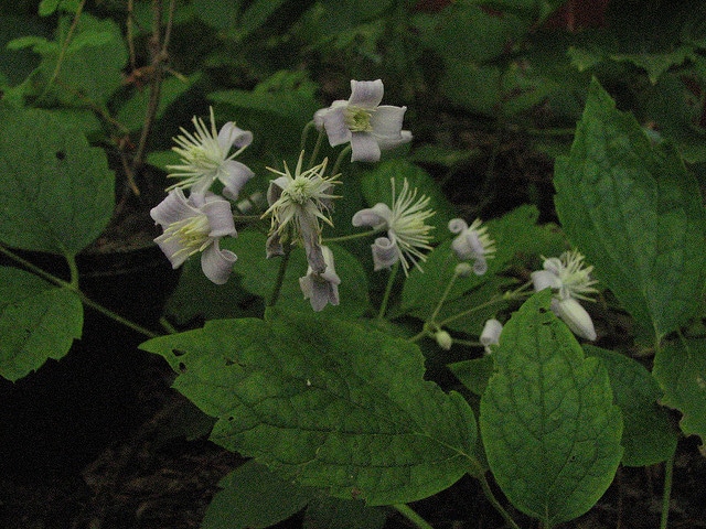 Clématite à feuilles de berce