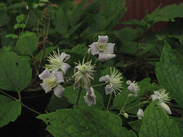 Clématite à feuilles de berce