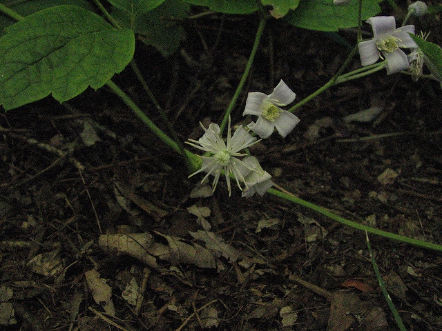 Clématite à feuilles de berce