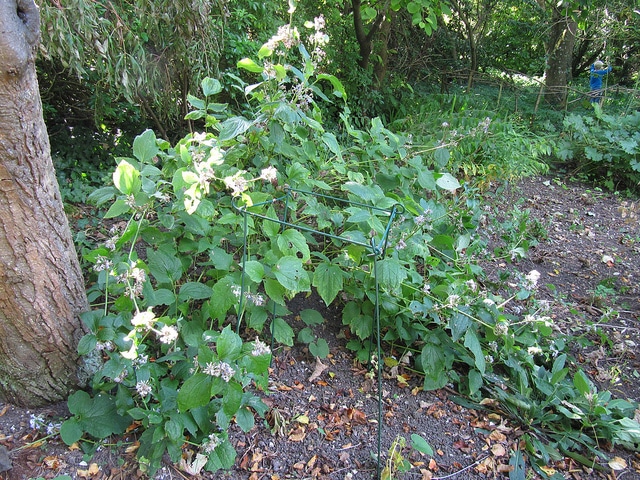 Clématite à feuilles de berce (Clematis heracleifolia)