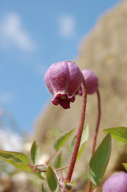 Clematis hirsutissima