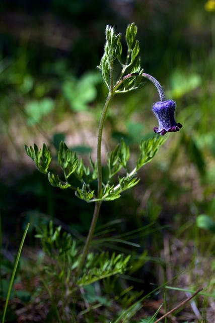 Clematis hirsutissima